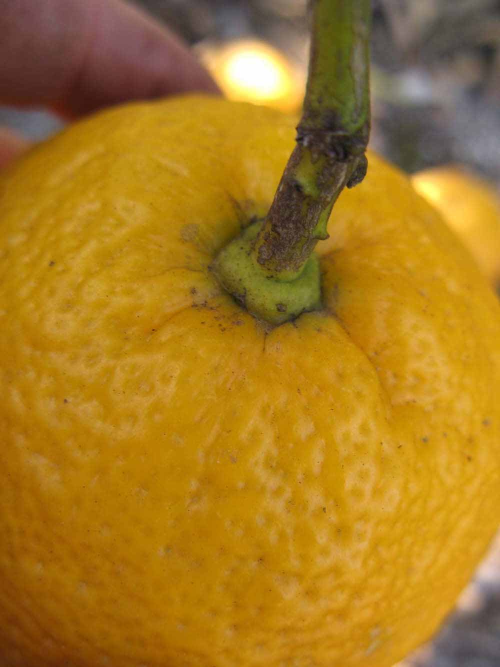            Fruit (Vangasay, Winter Haven, FL)   